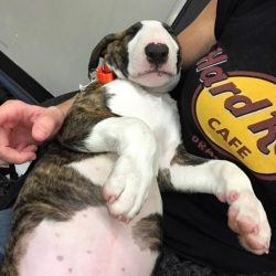 Despite their intimidating appearance, Bull Terriers are very friendly and loyal if properly rai ...