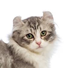 If you got an American Curl, then he will not pester you with shouts when he gets hungry or want ...