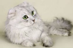 Living together with a fluffy “eared” will not work out only in birds and rodents. T ...