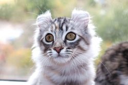 Try to be careful when leaving the American Curl alone with a small child. In this case, it is t ...
