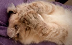 Due to their high intelligence, American Curls are very trainable and in many ways resemble dogs.