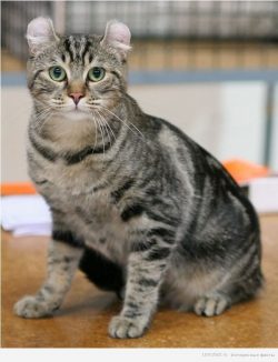 A trained American Curl can master the ban commands and the play command “fetch”. In ...