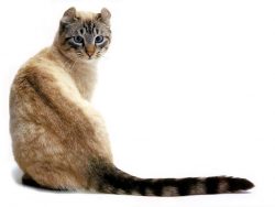 The health of the American Curl can only be envied. Due to the natural nature of the mutation, t ...