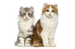 American Curls are not picky about food, so they will gladly eat whatever you offer them. Uncont ...