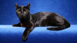 The rules of care and maintenance of the American Curl assume respect for the ears and ensure su ...