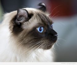 Brush the American Curl coat once or twice a week, depending on the length. For long-haired and  ...