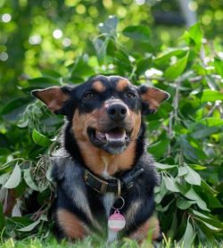 Australian Kelpie ears erect with sharp ends; the skin is thin but strong at the base, the ears  ...