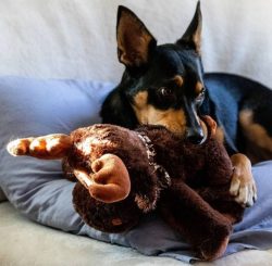 Australian kelpie paws round, strong, deep pads, arched toes, tightly knit, strong, short nails. 