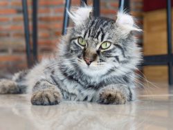 The American Curl breed appeared quite recently, at the end of the 20th century, somewhere in th ...