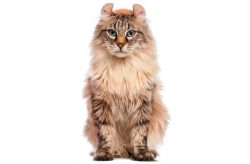 The coat of American Curls can be found in various colors, the length of the coat also varies in ...