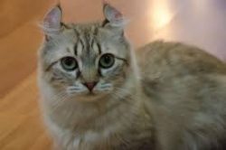 The character of the American Curl is a combination of tenderness and devotion. Just the perfect ...