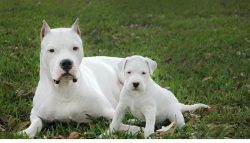 If your dog has made friends with another dog, they will play and walk together, this is normal, ...