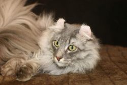 The head of the American Curl is wedge-shaped with smooth transitions. There should not be any s ...