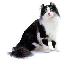 The nose of the American Curl is not long, but moderate in size. It rises slightly from the eyes ...