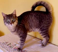 American Ringtail cat found in large numbers in the city of Fremont (California), for a long tim ...