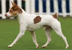 Breeders from Australia are engaged in cultivation and breeding work with Tenterfield Terriers,  ...