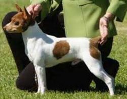 These cheerful, courageous, and cheerful dogs are often confused with the much more famous Jack  ...