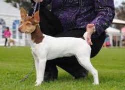 Tenterfield Terriers have been used as working dogs for a fairly short time, their hunting insti ...