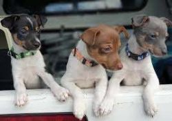 These are small dogs, characterized by a fairly strong and harmonious constitution. 