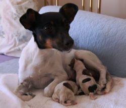 The coat of Tenterfield Terriers is short, dense, and single-layered, the main background of the ...