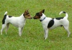 If you do not give your pet, especially a puppy, sufficient physical activity, then you can face ...