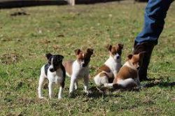 The breed is distributed only in Australia, and to buy a puppy you will have to make a long and  ...