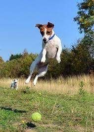 It is assumed that the breed originated from the smallest puppies of smooth-haired Fox Terriers, ...
