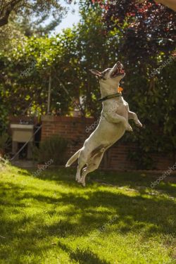 Tenterfields are often mistaken for Jack Russell Terriers. Although these two breeds are descend ...
