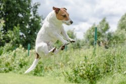 Once the ancestors of these miniature dogs were companions of British citizens who went to settl ...