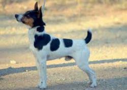 These dogs are not cowards at all, they are capable of bold and courageous deeds. 