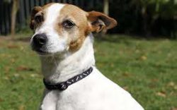 They feel warm feelings towards their owner, get along well with household members. 