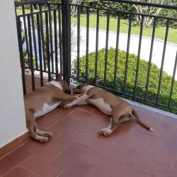 These dogs are overly active and therefore need regular physical activity, where they can throw  ...