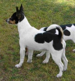 The presence of other pets in the house is perceived loyally, they are often friends with cats,  ...