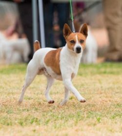 The lack of daily walks forces the dog to look for activities on its own, which are often negati ...