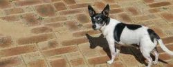 Early socialization is important for representatives of this breed. 