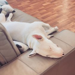 When making a choice in favor of a bull terrier, you should soberly assess your strength and str ...