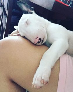 The history of bull terriers goes back to the Middle Ages and its “bloody sweepstakes̶ ...