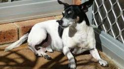 Tenterfield Terriers are rarely found outside Australia, so it is rather difficult to find a tru ...