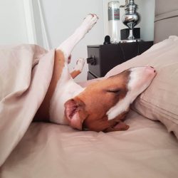 The popularity of violent entertainment grew every year. Even the most seedy English village cou ...