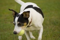 When meeting a puppy, it is important to make sure of the authenticity of its breed, since mini- ...