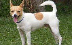 You can feed tenterfields with high-quality dry food or natural products, but it is absolutely i ...