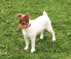 The Tenterfield Terrier is an ideal pet for an active person who understands the importance of p ...
