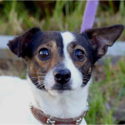 The Tenterfield Terrier is one of the few breeds recognized as Australian. 