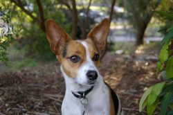In the modern world, Tenterfield Terrier puppies are considered very rare and expensive. … 