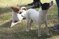 The Australian breed is often confused with the Jack Russell Terrier. The body of the Tenterfiel ...