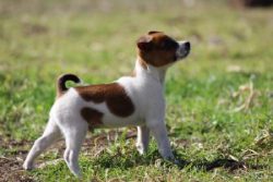 Owners describe their dogs as alert and attentive companions.