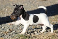 Preferred color: basic white; markings are black, reddish, blue, or brown. … 