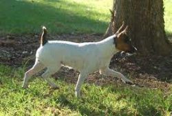 Solid color is unacceptable, base color may not be white, but white markings are required. 