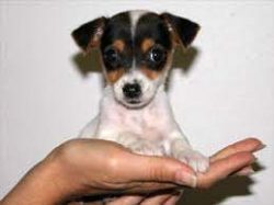 It is advisable for the dog to attend group classes, in which it will receive sufficient physica ...