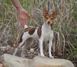 It is also important that the representatives of the breed tend to choose the owner among family ...